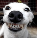 Dog Image part 2