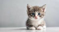 Noida Cat